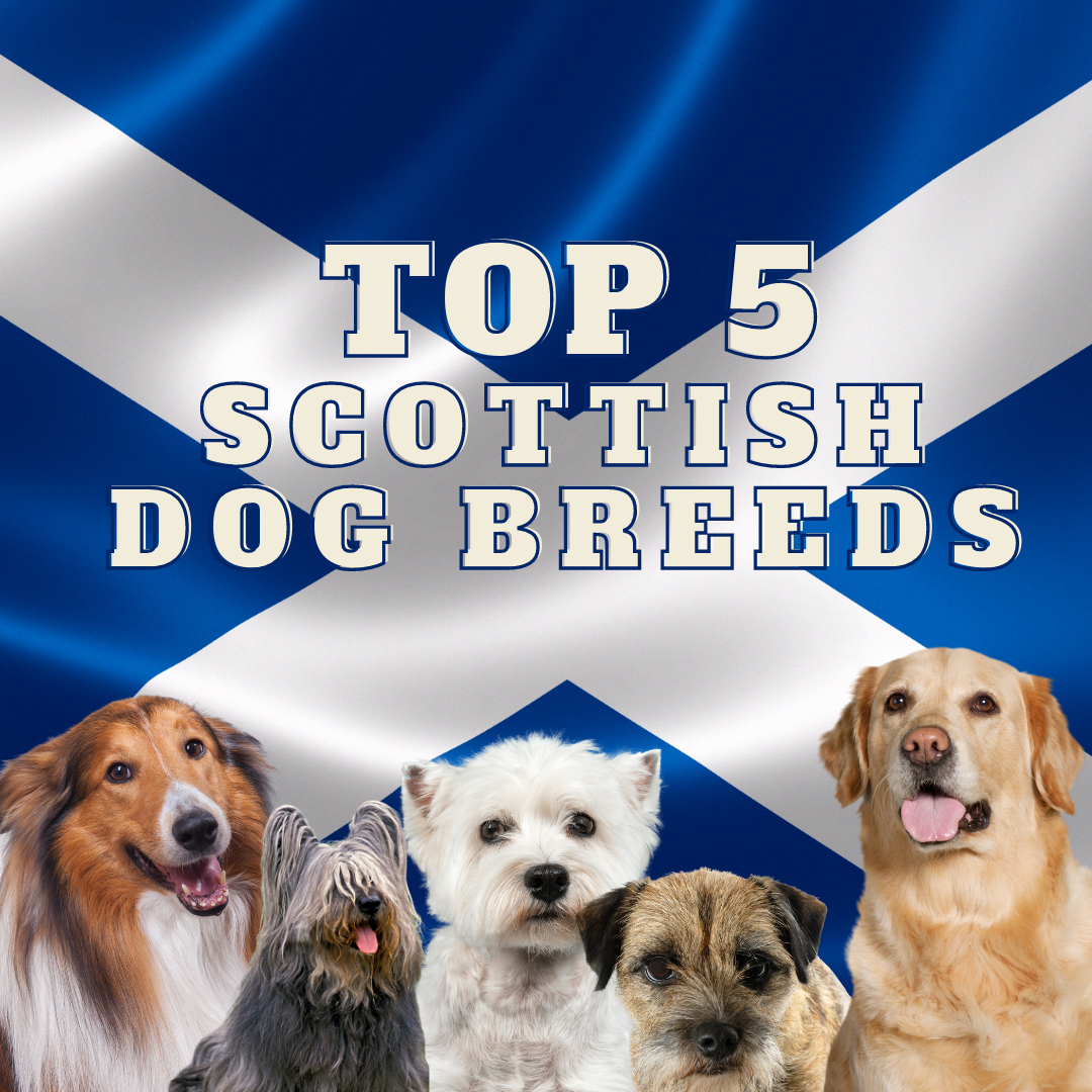 The Top 5 Most Popular Scottish Dog Breeds